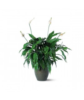 Spathiphyllum Plant